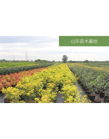標(biāo)題：苗木基地
瀏覽次數(shù)：2178
發(fā)表時(shí)間：2020-10-17