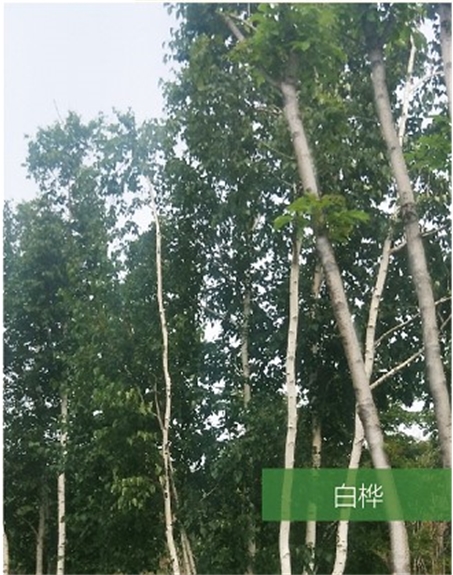 標題：名貴樹種
瀏覽次數(shù)：1667
發(fā)表時間：2020-10-17