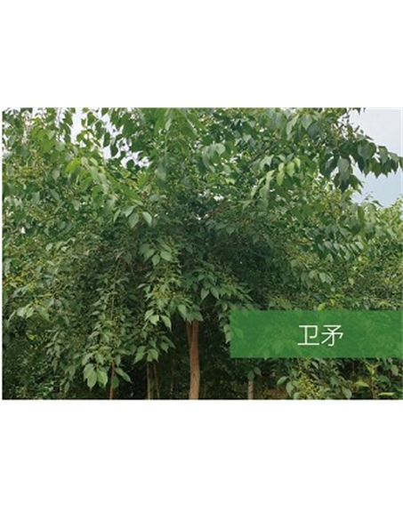 標(biāo)題：喬灌木
瀏覽次數(shù)：2158
發(fā)表時間：2020-10-17